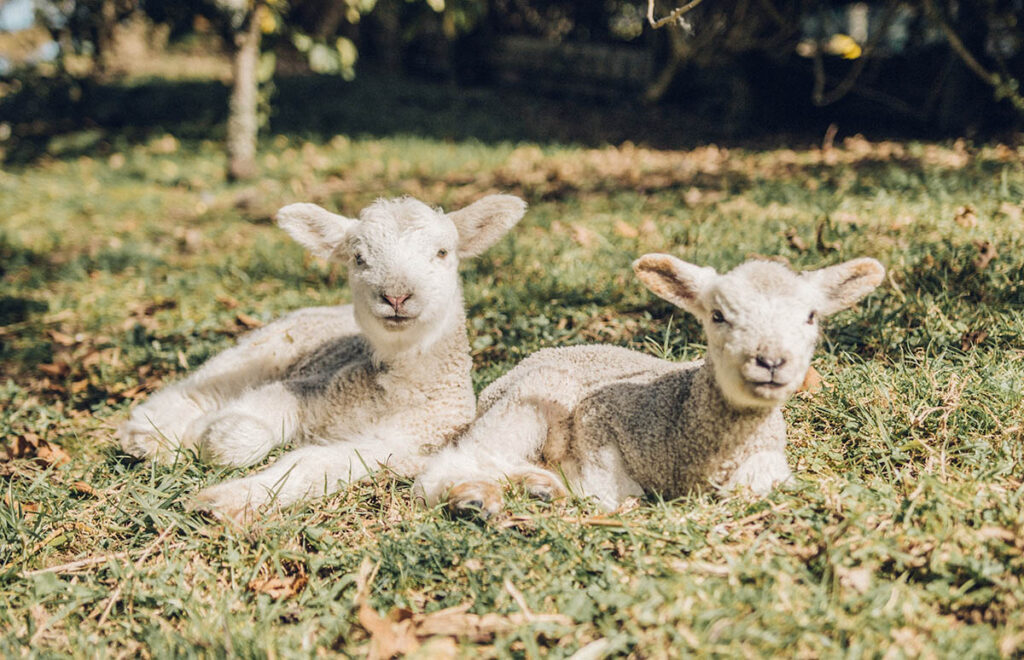 2 Schafe in der Wiese